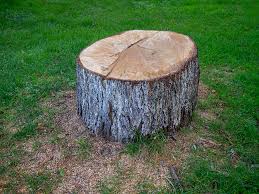 Best Tree Mulching  in North Enid, OK