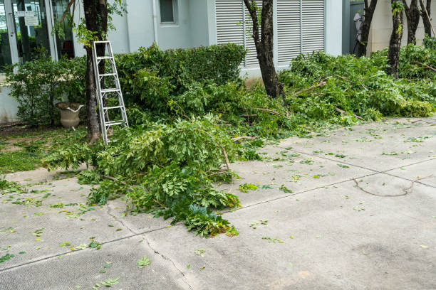 Best Tree Maintenance Programs  in North Enid, OK