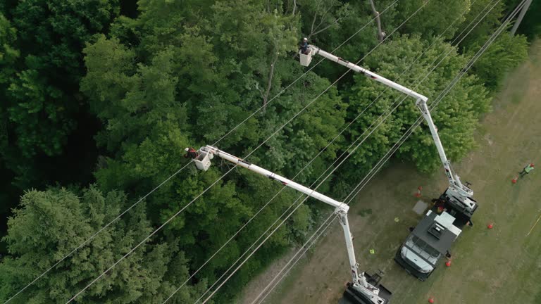  North Enid, OK Tree Services Pros