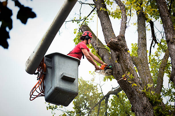 How Our Tree Care Process Works  in  North Enid, OK