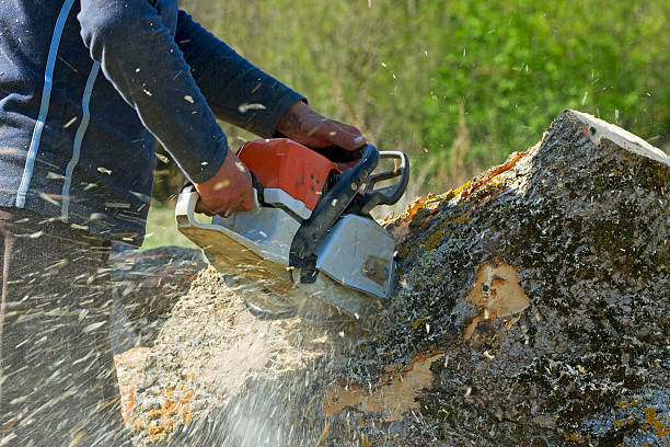 Best Tree Disease Treatment  in North Enid, OK