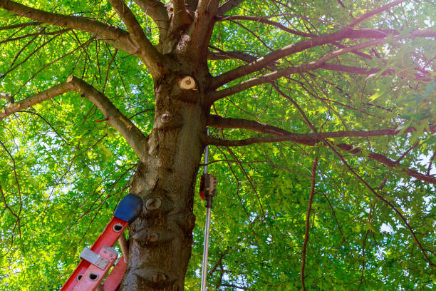 Reliable North Enid, OK Tree Services Solutions